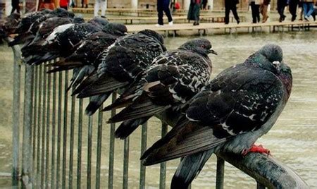 Vediamo come possiamo allontanarli per evitare macchie indesiderate. Come allontanare i piccioni dal balcone | Come Fare Tutto
