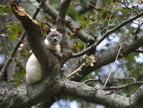 Out On A Limb In Texas Township Cat Has Been Stuck In