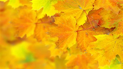 Withered Maple Leaves Hd Wallpaper Wallpaper Flare