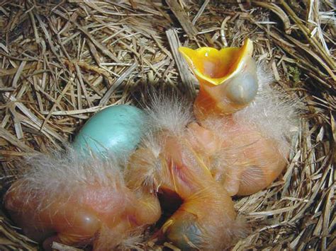 Facts Baby Robins