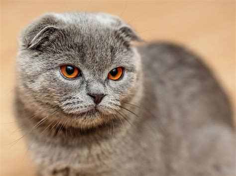 shorthair cat breeds britannicacom