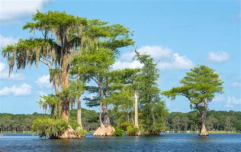 Cypress Trees On Santa Fe Lake Florida Paddle Notes