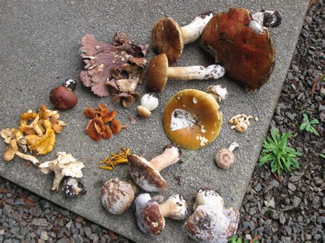 edible wild mushrooms - Mendonoma Sightings