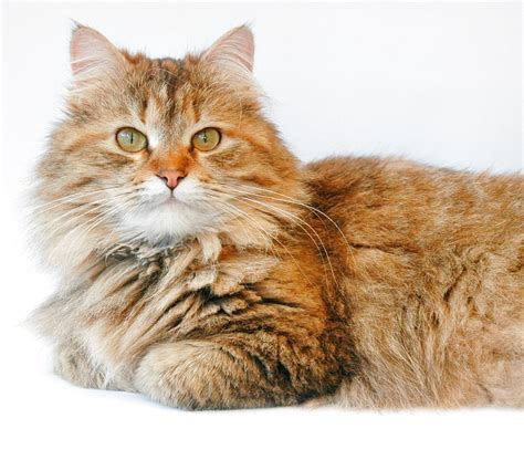 Without any question, cats are one of the most favorite animals. Hypoallergenic Cats UK | Siberian Cat Breeders | Forest ...