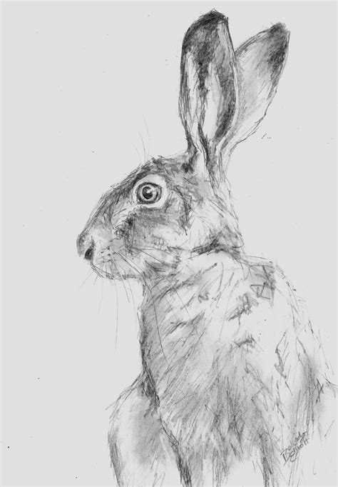 Many beginners try easy pencil drawings of animals as animal are one of the most well liked subjects for artists to draw. ORIGINAL A4 Pencil Wildlife Animal Drawing of by ...