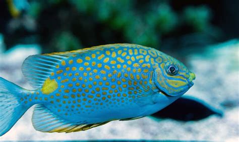 Close Up Of Orange Spotted Spinefoot Fish Image Taken Underwater Stock