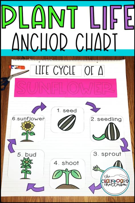 Parts Of A Plant And Plant Life Cycle Anchor Charts First And Second
