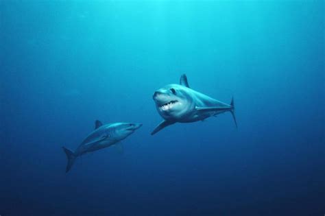 Zero Atlantic Shortfin Mako Shark Retention Limit Noaa Fisheries