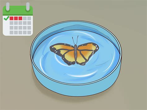 3 Ways to Preserve a Butterfly - wikiHow