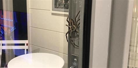 Enorme araña aterroriza a familia australiana en su hogar Primera Hora