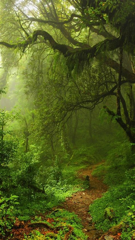 Wallpaper Summer Forest 5k 4k Wallpaper Green Trees Leaves Grass