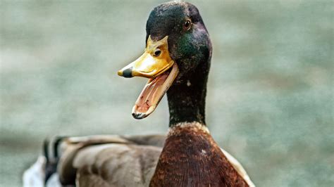 Dallos bogi insta ile ilgili şiirler kayıt tarihine göre listelenmektedir. A kacsák éppen úgy örülnek az első hónak, mint az emberek
