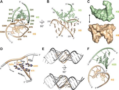 Figure 3 From Structure Of The Complete Bacterial Srp Alu Domain