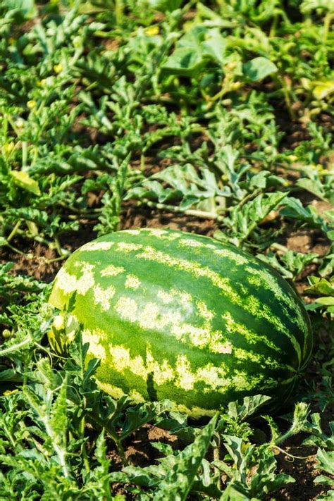 Harvest Of Ripe Watermelons On The Melon Stock Image Image Of Green
