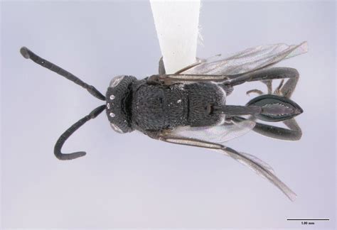 Insect Image Of The Week Ensign Wasp