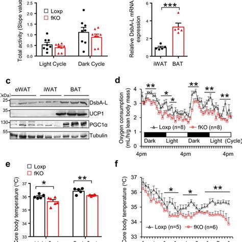 Knockout Of Cgas Or Sting In Mice Increased Pka Signaling And