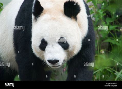 Panda At Edinburgh Zoo Stock Photo Alamy
