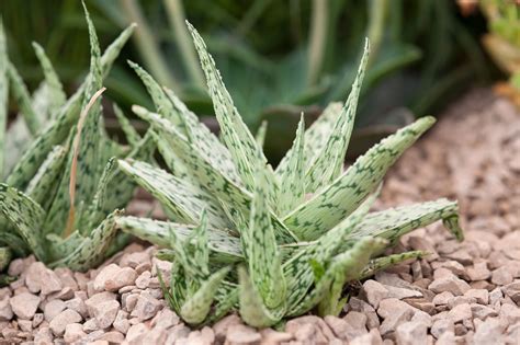 For example, this brazilian coastal plant (which is also known. Aloe rauhii | Succulents, Plants, Flowering succulents
