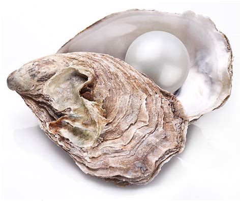 Royalty Free Pearl Oyster Pictures Images And Stock Photos Istock