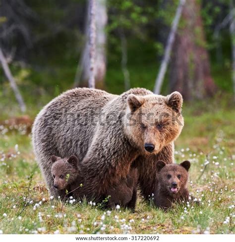 Brown Mother Bear Protecting Her Cubs Stock Photo Edit Now 317220692