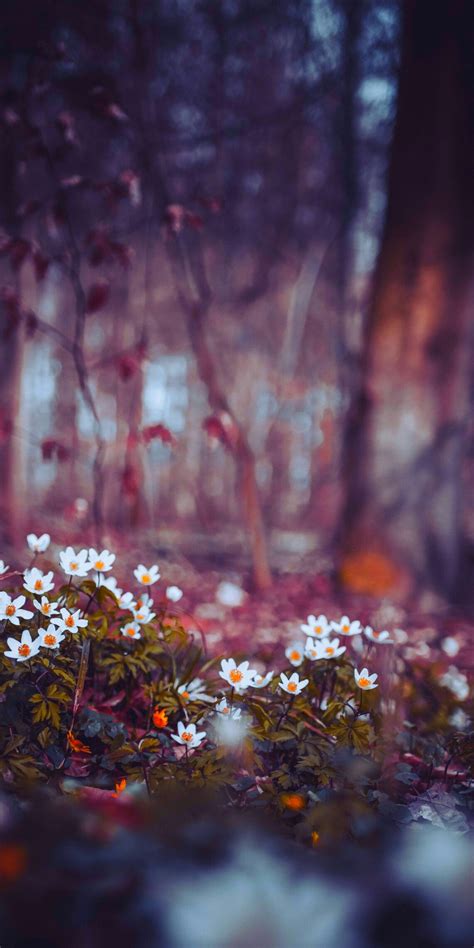 CB flowers background | Background for photography, Light background