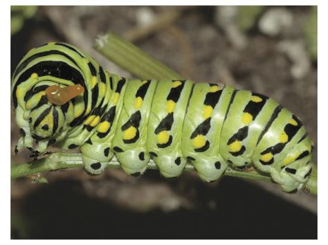 The Larva Of The Black Swallowtail Butterfly Papilio Polyxenes Feeding