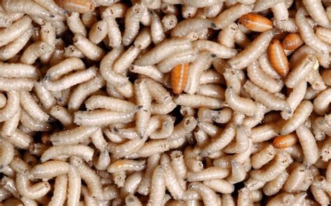 Maggots To Be Sent To War Zones By Government To Clean Wounds And Save