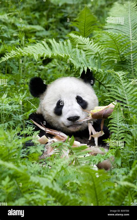 Giant Panda Bambus Wolong China Essen Stockfotografie Alamy