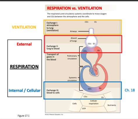 Chapter Mechanics Of Breathing Flashcards Quizlet