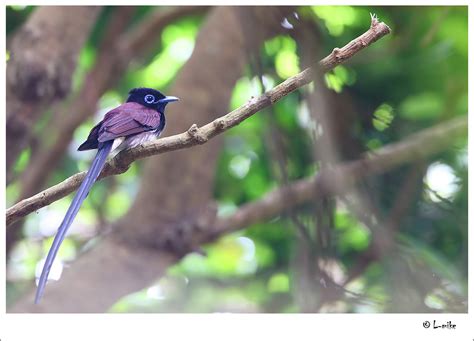 紫壽帶鳥 長尾版 Japanese Paradise Flycatcher Long Tail Version