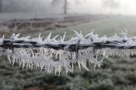 Free Picture Frost Barbed Wire Nature Winter Frozen Ice Crystal