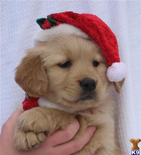 Golden Retriever Christmas Dog Wallpaper Pets Lovers