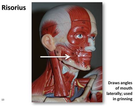 Risorius Muscles Of The Upper Extremity Visual Atlas Pa Flickr