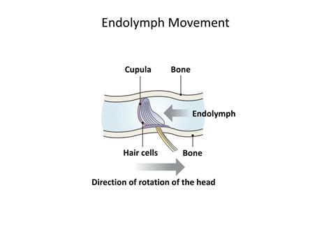 Ppt Bio 449 Lecture 11 Sensory Physiology Iii Sep 20 2010