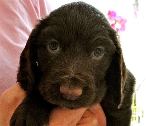 She is all black with a… Field Spaniel Puppy | Field spaniel, Spaniel puppies, Mans ...