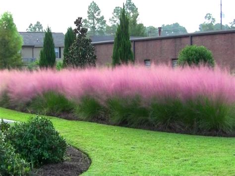 Pink Muhly Grass Backyard Landscaping Grasses Landscaping