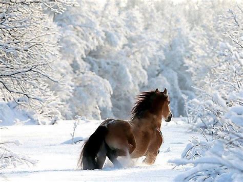 Beautiful Winter Scene With Horse My Favorite Seasons Pinterest