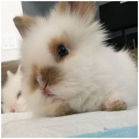 Baby Purebred Lionhead Double Maned Cute Baby Bunnies Cute Bunny