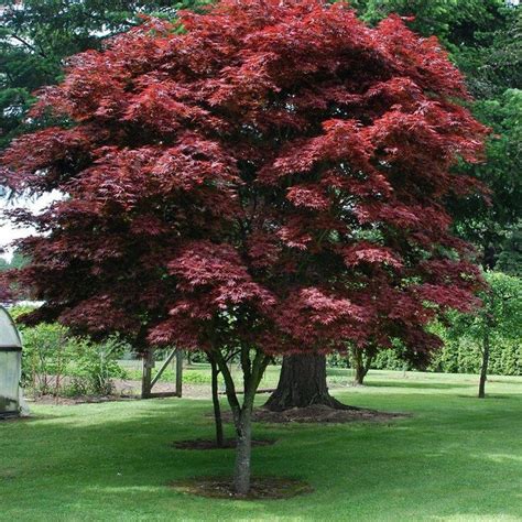 Buy Red Pixie Japanese Maple Plants And Trees Online Pixies Gardens
