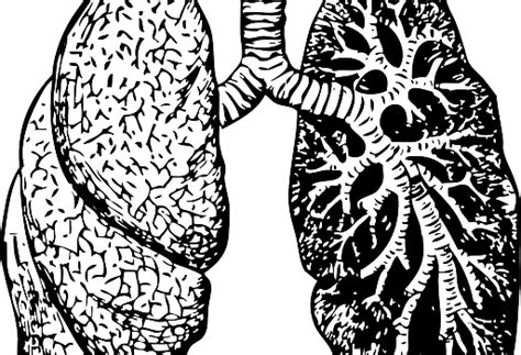Pseudomonas aeruginosa chromosomal betalactamase in patients with cystic fibrosis and chronic lung infection. Cystic Fibrosis treatment: lung transplant facts and ...