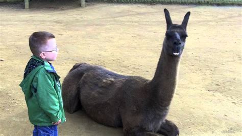 There's a new addition in the camel yard at poland's krakow zoo: Llama spits in kid's face | Doovi
