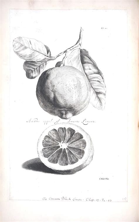 Botanical Black And White Fruit Limeon 7 Vintage