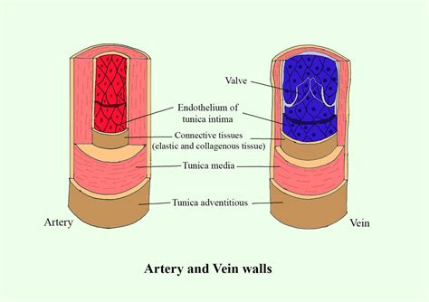 Babe Arteries And Veins Diagram