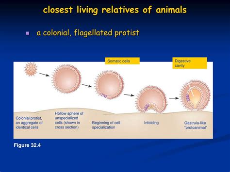 Some organisms, like bacteria, are before we can discuss the various components of a cell, it is important to know what organism the cell comes from. PPT - INTRODUCTION TO ANIMAL DIVERSITY PowerPoint ...