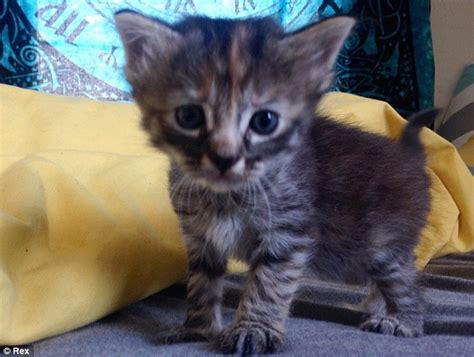 Move Over Grumpy Cat Meet The Kitten With No Name Who Is