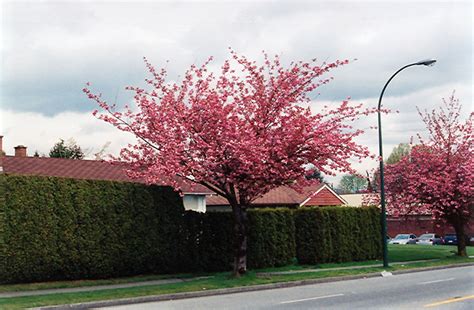 Flowering trees are great choices if you're looking to spruce up your landscape and add splashes of color to your yard. Kwanzan Flowering Cherry (Prunus serrulata 'Kwanzan') in ...