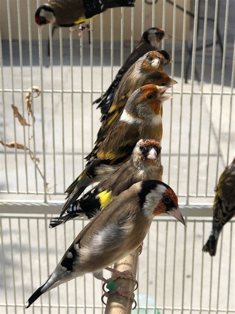 Safe, secure, online shopping for essential pet products. Finch Birds For Sale | Los Angeles, CA #284127 | Petzlover