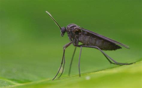 How Do I Know If It Is Fungus Gnats In My Aiken Home