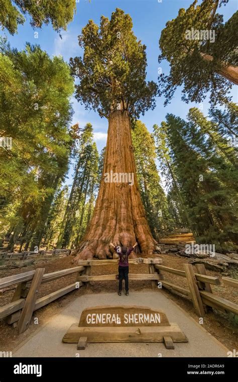 Karen Rentz At The General Sherman Tree The Largest Tree In The World