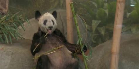 Newborn Giant Panda Makes Noisy Public Debut